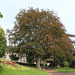 Fagus sylvatica purpurea