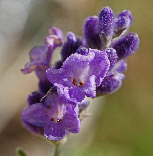 Lavender