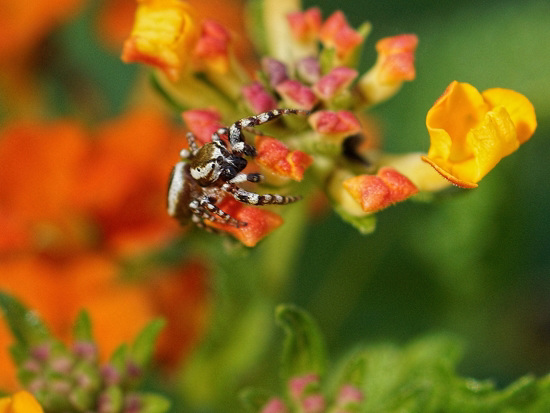 Zebra Jumping spider, (Salticus scenicus)