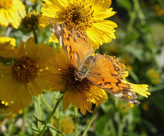 Faded and tattered American Lady butterfly still beautiful