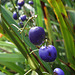 A few blue berries
