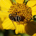 Honey Bee or Bee Fly ?