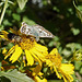Common Checkered Skipper ( Pyrgus communis) & a Fly !