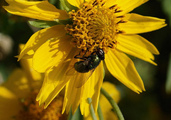 Greenbottle Fly