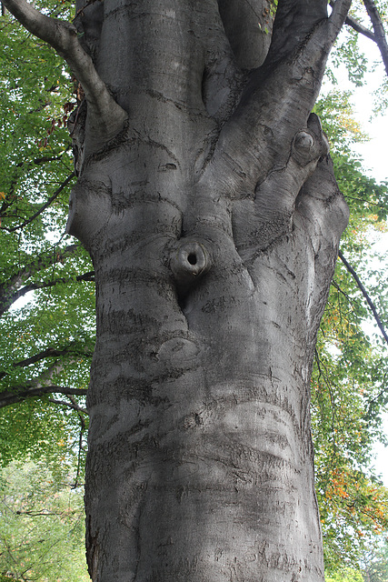 Fagus sylvatica purpurea (3)