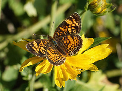 Silvery Checkerspot (Chlosyne nycteis) butterfly