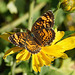 Silvery Checkerspot (Chlosyne nycteis) butterfly