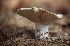 Pretty Short-Stemmed Russula Mushroom