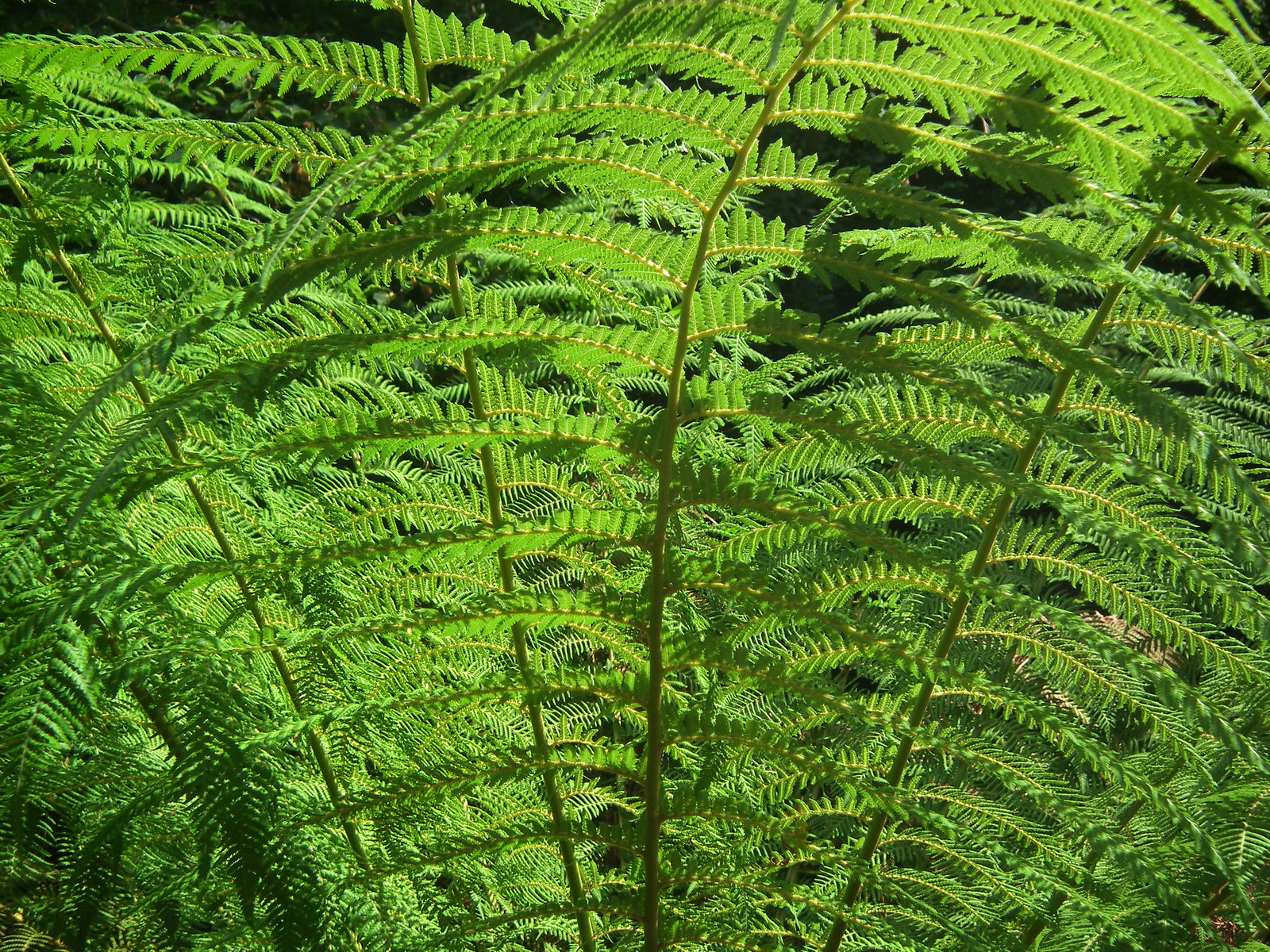 Tree fern detail of fronds