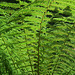 Tree fern detail of fronds