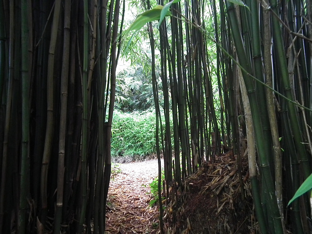 Bamboos