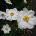 White anemones