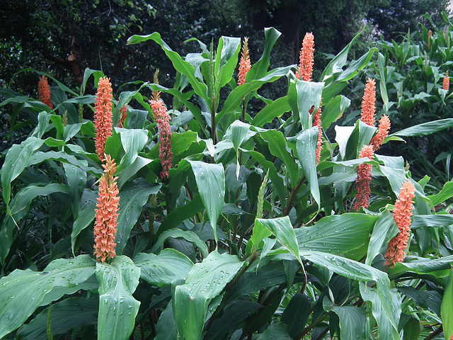 Super tall upright flowers