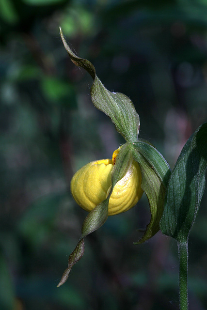 Large Yellow Lady's Slipper