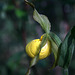 Large Yellow Lady's Slipper