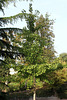 Ginkgo biloba