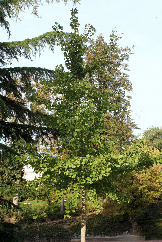 Ginkgo biloba