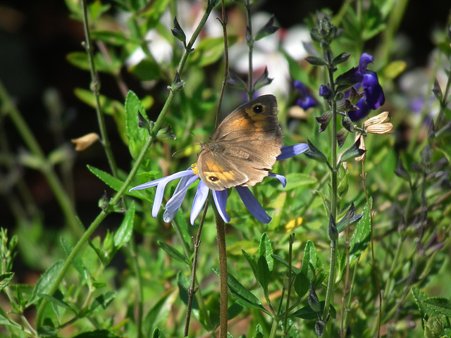 Little brown butterfly