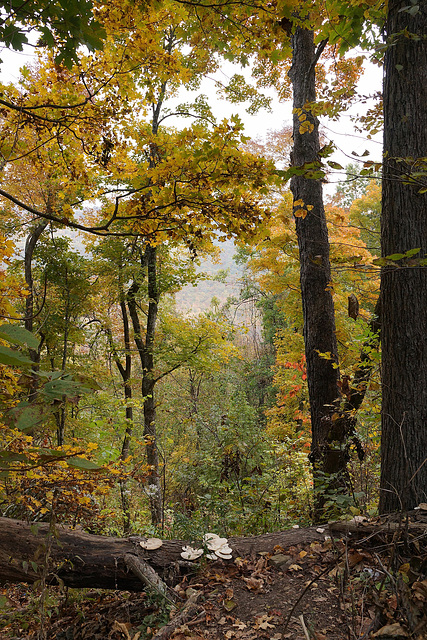 Autumn In Arkansas