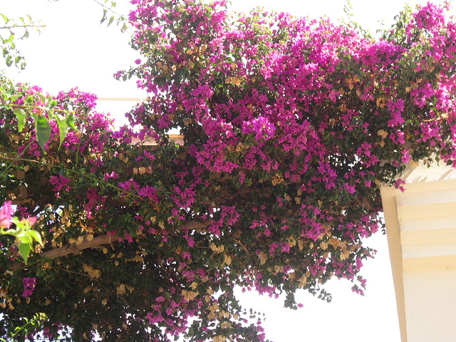 Gorgeous bourganvillea creating an arch