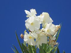 White bourganvillea