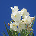 White bourganvillea