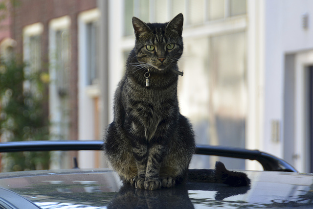 The cat sat on the car