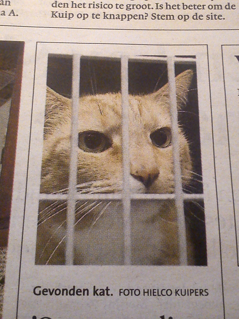 Cat criminal behind bars