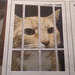 Cat criminal behind bars