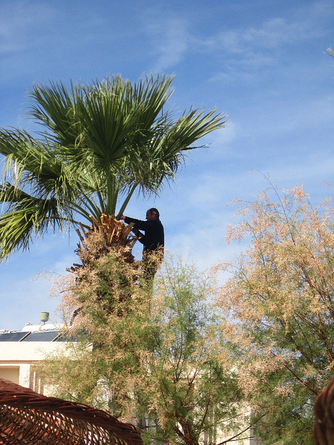 Managing to lob off more leaves