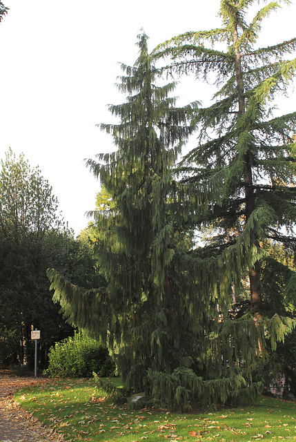 Chamaecyparis nootkatensis 'Pendula ' (3)