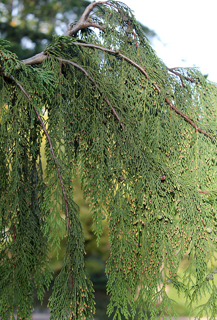 Chamaecyparis nootkatensis 'Pendula ' (2)