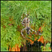 Spider- Araneus diadematus female ( ID thanks to Tess Mc Kenna)