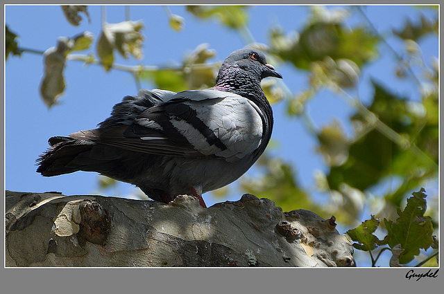 Un Pigeon du Clos ...