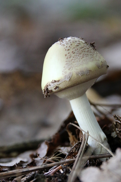 Forest Fungus