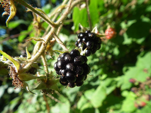 Blackberries