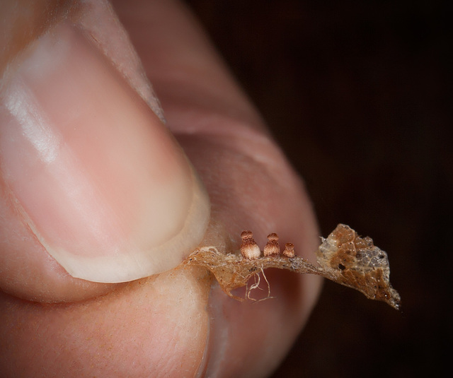 Scale Shot of Me Holding the Decayed Leaf with the Three Amigos!