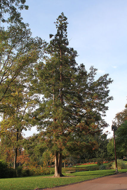 Cryptomeria japonica