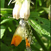 Butterfly in a flower
