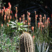 Cactus and Red Hot pokers!