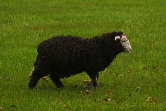 Herdwick Sheep