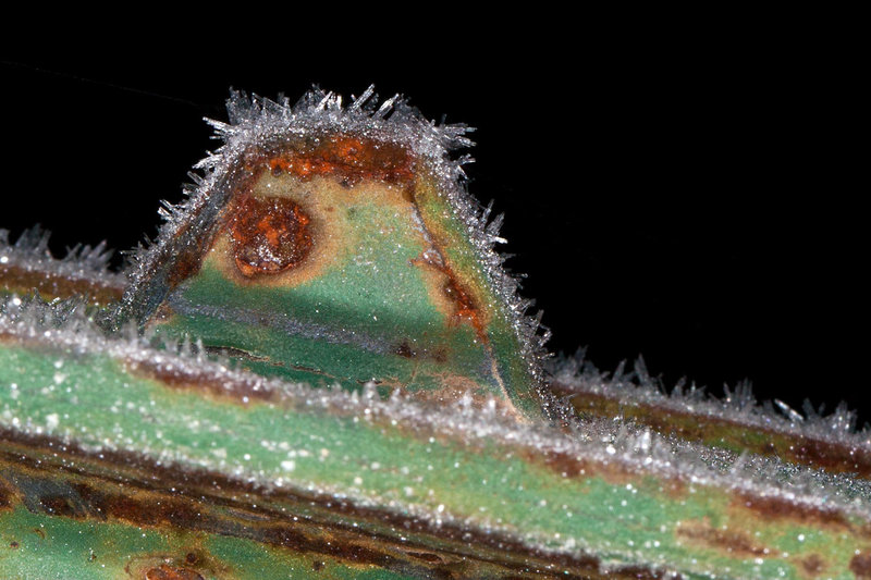 Frosted Rusty Fence Post (and intro to "The Cremation of Sam McGee" by Robert W. Service