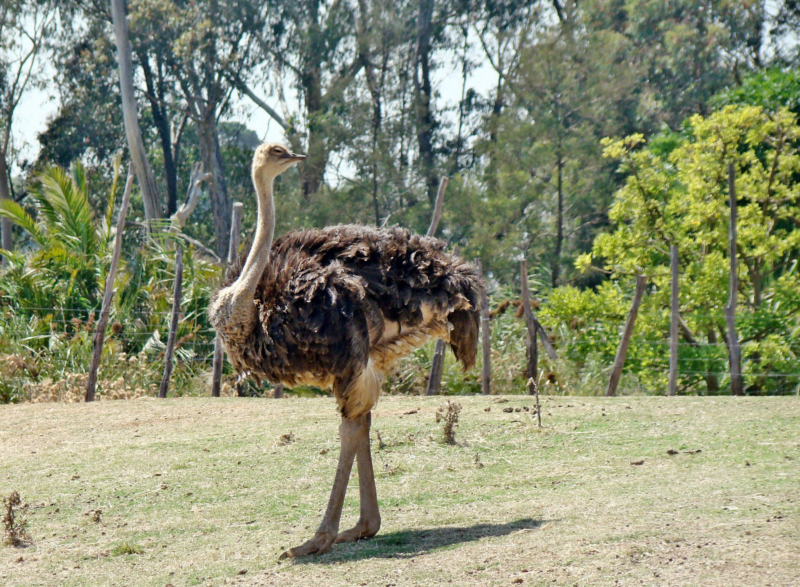 Ostrich 5