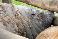 The seal at the fence