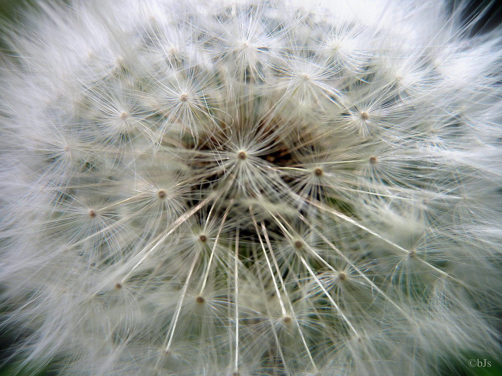 Fleur d'artifice