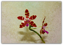 Phalaenopsis texturé