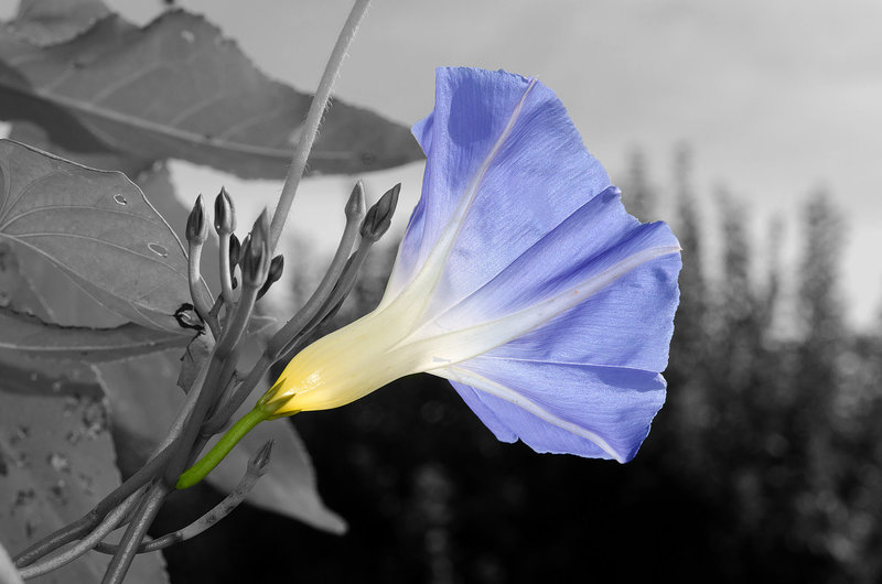 ARC ET SENANS: Une fleur de liseron ( Convolvulus ).