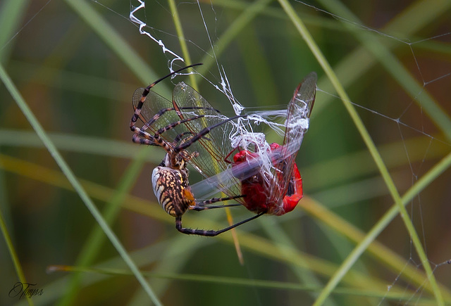 Argiope trifasciata. `