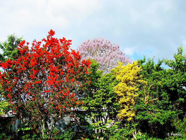 Trees of many colours