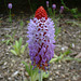 Primula vialii